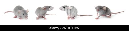 Set of cute little rats on white background. Banner design Stockfoto