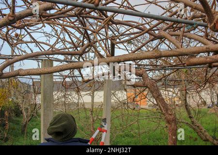 Älterer Mann, der im Winter Kiwibäume in einem Obstgarten schneidet Stockfoto
