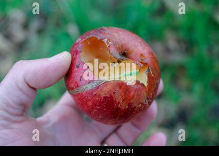 Roter Apfel, halb gefressen von Schnecken in meinem Obstgarten Stockfoto