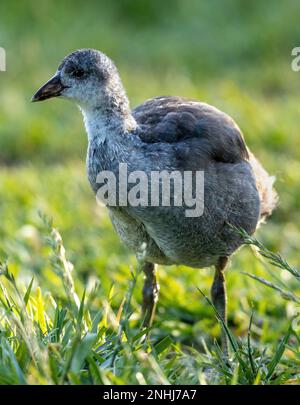 Amerikanischer Coot, Jungfräulichkeit auf Gras. Santa Clara County, Kalifornien, USA. Stockfoto