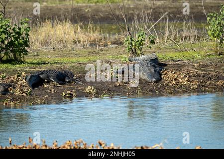 Amerikanische Alligatoren genießen die Hitze der Sonne am Ufer des Sees in Florida. Stockfoto