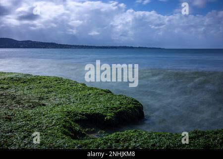 Salat wurde am Del Monte Beach in Monterey, CA, angespült Stockfoto