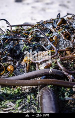 Bull Kelp wurde am Strand in Monterey, Kalifornien, angespült Stockfoto