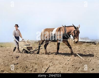 Farmer Plowing Field, Coffee County, Alabama, USA, Marion Post Wolcott, USA Farm Security Administration, April 1939 Stockfoto