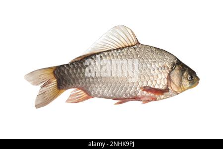 Frischer roher Karpfen, auf weiß isoliert. Flussfische Stockfoto