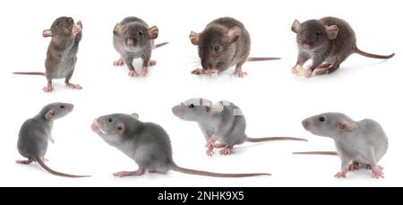 Set of cute little rats on white background. Banner design Stockfoto