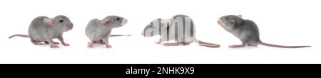 Set of cute little rats on white background. Banner design Stockfoto