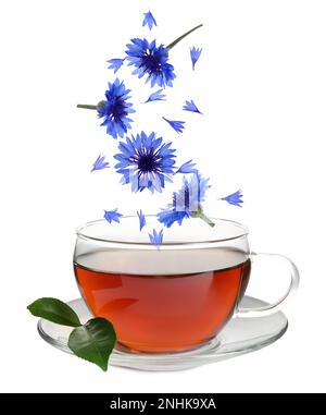 Wunderschöne, zarte, blaue Kornblumenblätter, die in eine Tasse Tee auf weißem Hintergrund fallen Stockfoto