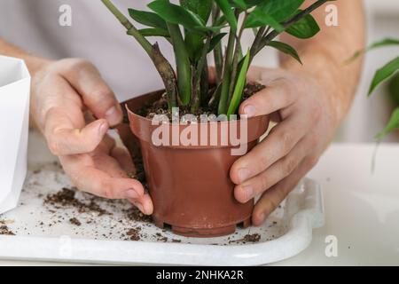 Transplantation von Zamiokulkas aus einem kleinen Topf in einen großen. Ein Mann schneidet einen alten Topf mit einer Schere, um eine Zimmerpflanze mit überwucherten Zwiebeln herauszuziehen. Frühjahrsgärtnerei. Stockfoto