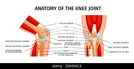 Anatomie des gesunden Kniegelenks: Vorder- und Seitenansicht realistische Infografiken mit beschrifteten Teilen Vektordarstellung Stock Vektor
