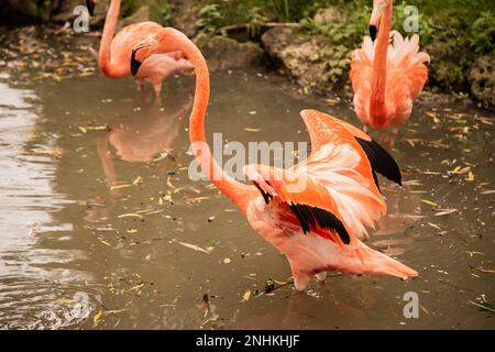 Ein amerikanischer Flamingo-Vogel streckt seine Flügel, um zu fliegen Stockfoto