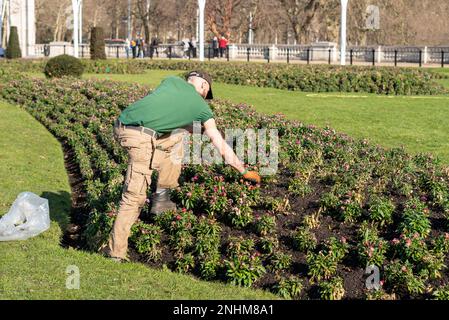 Der Royal Parks Gärtner pflegt die Pflanzen im Memorial Garden gegenüber dem Buckingham Palace, Westminster, London, Großbritannien, an einem warmen Wintertag um 2023 Uhr Stockfoto