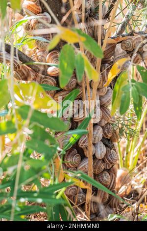 So viele Schnecken sitzen auf dem Busch Stockfoto