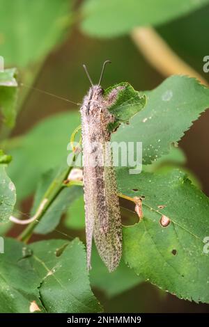 Distoleon tetragrammicus, eine Antlionenart der Neuropterenfamilie Myrmeleontidae. Erwachsener Antlion Lacewing, Ameise Löwe, nah beieinander Stockfoto