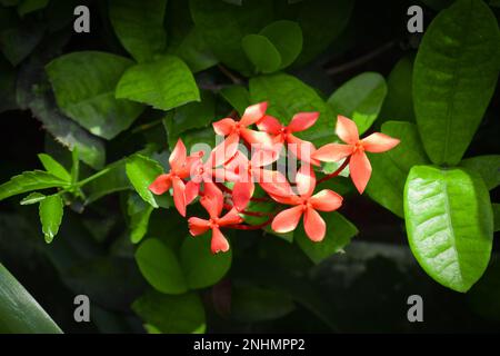 Ixora chinensis, allgemein bekannt als Chinesische ixora, ist eine Pflanzenart der Gattung Ixora. Rubiaceae-Blüte, Ixora-Coccinea im Garten Stockfoto
