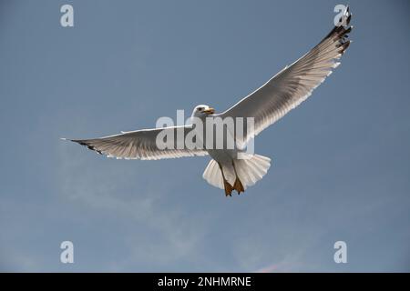 Möwe im Flug Stockfoto