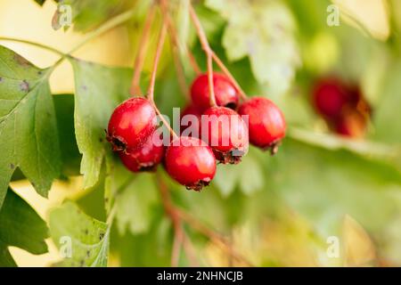 Crataegus monogyna (Weißdorn)-Beeren Stockfoto