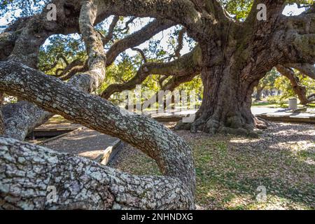 Der Jessie Ball DuPont Park im Zentrum von Jacksonville, Florida, ist eine Eiche aus dem alten Florida. (USA) Stockfoto