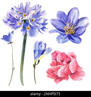 Frühlingsblumen. Lila und lila Blumen auf weißem Hintergrund. Aquarelldarstellung. Stockfoto