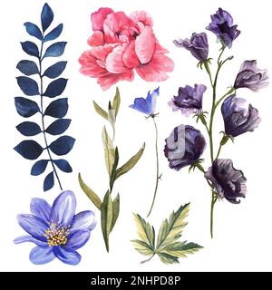 Große Frühlingsblumen. Lila und lila Blumen auf weißem Hintergrund. Aquarelldarstellung. Stockfoto