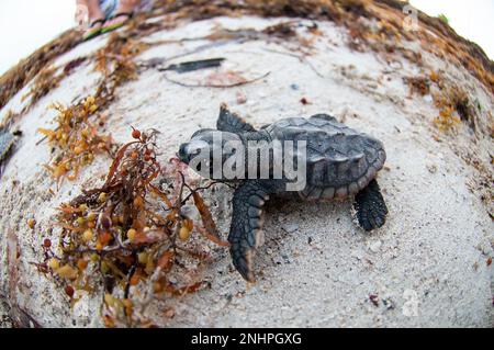 220801-N-IW125-1027 KEY WEST, Florida (1. August 2022) Eine Karettschildkröte schlüpft am Truman Beach in Key West, 1. August 2022. Die Marineflugstation Key West ist die modernste Einrichtung für Kampfflugzeuge aller militärischen Dienste, bietet erstklassige pierside-Unterstützung für US-amerikanische und ausländische Marineschiffe und ist das führende Trainingszentrum für militärische Operationen über und unter der Oberfläche. Key West, Navy, Ozean, Schildkröten, wilde Tiere, Stockfoto