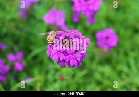 Nahaufnahme einer kleinen Biene, die Nectar auf einer blühenden Verbena Rigida Blume sammelt Stockfoto