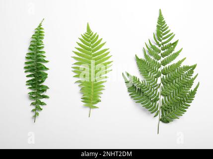 Verschiedene Arten von Farnblättern auf weißem Hintergrund, Draufsicht Stockfoto