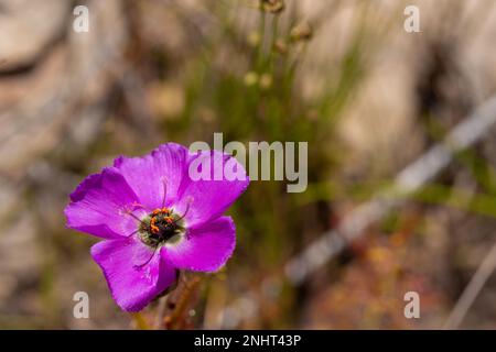 Nahaufnahme einer einzelnen Blume von Drosera cistiflora, einer fleischfressenden Pflanze, die in einem natürlichen Lebensraum aufgenommen wurde Stockfoto