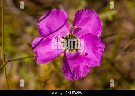 Nahaufnahme einer einzelnen Blume von Drosera cistiflora, einer fleischfressenden Pflanze aus der Familie Sundew, in der Nähe von Piketberg, Westkap von Südafrika Stockfoto