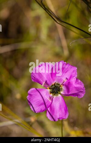 Südafrika Sundews: Blume von Drosera cistiflora auf Piketberg, Westkap von Südafrika Stockfoto