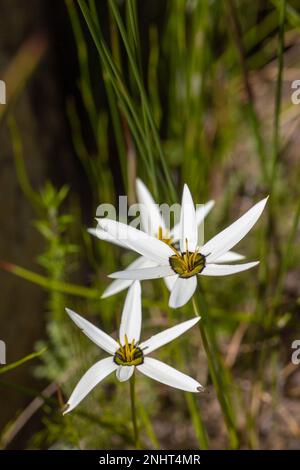 Weiße Blütenform von Pauridia capensis auf dem Piketberg im Westkap von Süd-Afrca Stockfoto