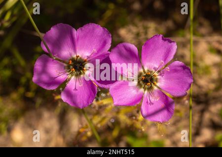 Südafrikanische Wildblumen: Rosafarbene Blume der Sundew Drosera cistiflora auf dem Piketberg im Westkap von Südafrika Stockfoto