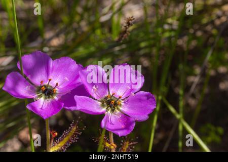 Südafrikanische Wildblumen: Rosafarbene Blume der Sundew Drosera cistiflora auf dem Piketberg im Westkap von Südafrika Stockfoto