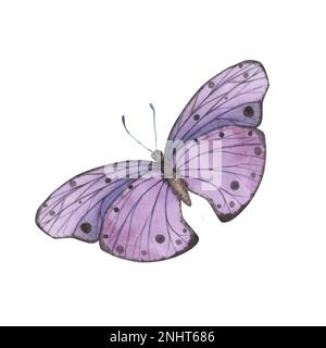 Realistischer, violetter Schmetterling mit detaillierten Flügeln auf weißem Hintergrund. Aquarell handgezeichnete realistische Insektenlustration für Design-Banner, Pos. Stockfoto