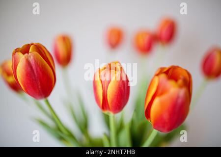 Urlaubshintergrund mit orangefarbenen Tulpen in Vase auf dem Tisch. Modell für Frauen Tag 8. märz, Muttertag, Lehrertag oder Geburtstag Stockfoto