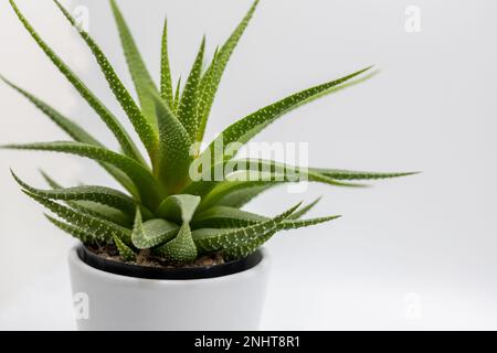 Vollformat-Makro-Studio-Aufnahme einer kleinen Topfpflanze haworthia (Haworthiopsis) mit weißem Hintergrund Stockfoto