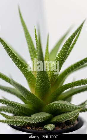 Vollformat-Makro-Studio-Aufnahme einer kleinen Topfpflanze haworthia (Haworthiopsis) mit weißem Hintergrund Stockfoto