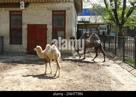 Süßes kleines Kamel mit Mutter im Zoo an sonnigen Tagen. Tierbabys Stockfoto