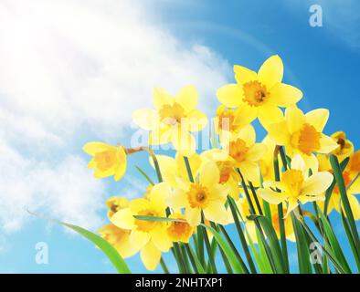 Wunderschöne gelbe Narzissen im Freien an sonnigen Tagen Stockfoto