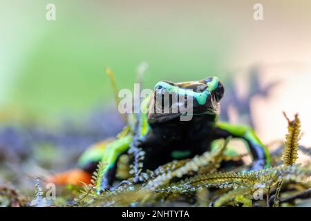 MantellA baroni (bekannt als Baron's Mantella, der bunt-goldene Frosch oder der Madagaskar-Giftfrosch). Giftfrosch endemischer Art in der Familie Mantellida Stockfoto