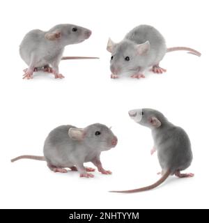 Set of cute little rats on white background Stockfoto