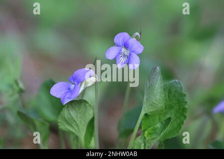 Viola rupestris, gemeinhin bekannt als Teesdale Violet, wilde Frühlingsblume aus Finnland Stockfoto