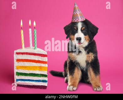 Süßer Hund mit Partyhut und ein Stück köstlichem Geburtstagskuchen auf pinkfarbenem Hintergrund Stockfoto
