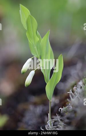 Polygonatum odoratum, gemeinhin als Angular Solomon's Seal oder Duftsauge Salomon’s Seal, wilde giftige Pflanze aus Finnland bekannt Stockfoto