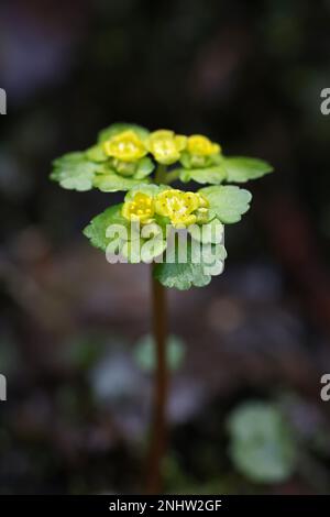 Chrysosplenium alternifolium, bekannt als die wechselblättrige Goldsaxifrage, eine frühe Frühlingsblume aus Finnland Stockfoto