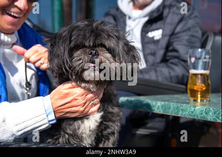 Portrait des süßen kleinen Shih Tzu Welpen, der von ihrem Besitzer gehalten wird Stockfoto