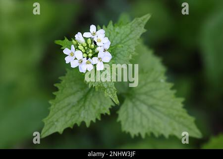 Alliaria petiolata, bekannt als Knoblauchsenf, Knoblauchwurzel, Heckenknoblauch, Penny-Hecke oder Senf, wilde Heilpflanze aus Finnland Stockfoto
