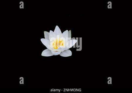 Weiße Wasserlilie, Nymphaea alba, auch bekannt als europäische Weißwasserlilie oder weiße Nenuphar, wilde Wasserblütenpflanze aus Finlnad Stockfoto