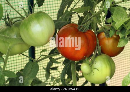Reife rote und unreife grüne Tomaten wachsen auf der Pflanze im Gewächshaus. Eine Tomatensorte mit dunklem Oberteil, die einen süßeren Geschmack hat. Große runde Tomate Stockfoto