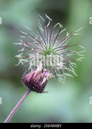 Water Avens, Geum rivale, auch bekannt als Cure all, hängende Avenien oder Wasserblumen, Wildpflanze aus Finnland Stockfoto